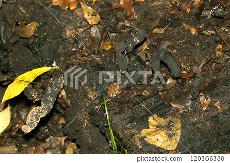 A black mushroom called "Mamesayatake" that grows on rotten wood in the humid balsam forest (strobe + macro photography) A black mushroom called "Mamesayatake" that grows on rotten wood in the humid balsam forest (strobe + macro photography) 120366380