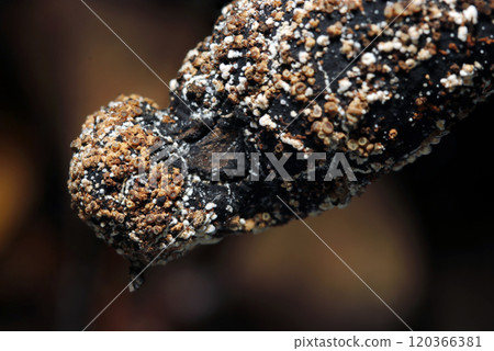 豆芽的疣狀奇形孢子囊被另一種真菌寄生（自然光+頻閃微距特寫） 120366381