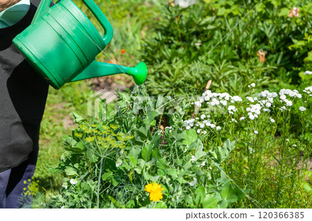 Watering Green Plants with a Watering Can on a Garden Plot Watering Green Plants with a Watering Can on a Garden Plot 120366385