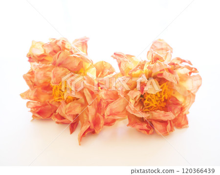 大麗花的干花 120366439