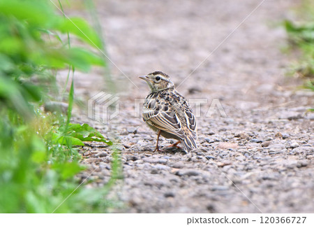 A skylark walking along a promenade on Hokkaido's Notsuke Peninsula 120366727