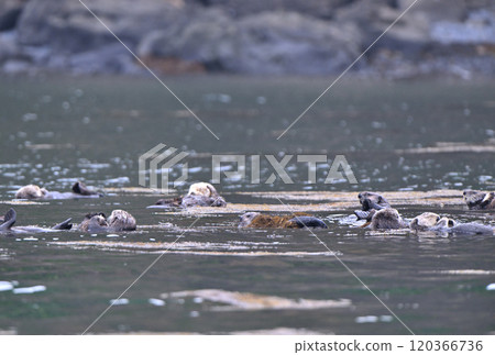 Sea otters inhabiting the coast of Moyururi Island off the Nemuro Peninsula in Hokkaido 120366736