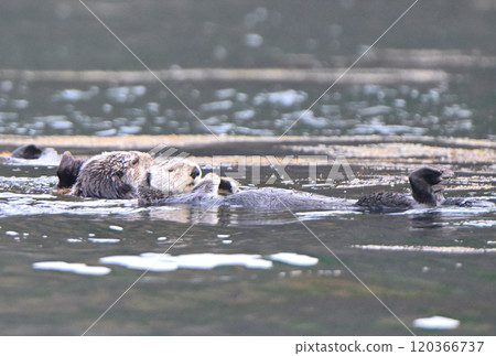 Sea otters inhabiting the coast of Moyururi Island off the Nemuro Peninsula in Hokkaido 120366737