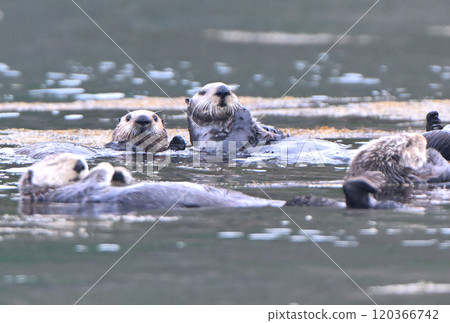 Sea otters inhabiting the coast of Moyururi Island off the Nemuro Peninsula in Hokkaido Sea otters inhabiting the coast of Moyururi Island off the Nemuro Peninsula in Hokkaido 120366742