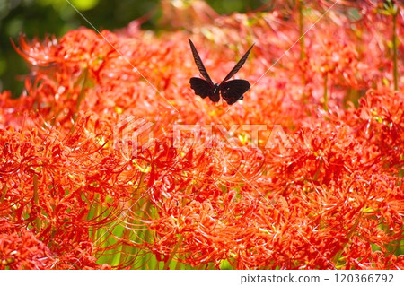 Swallowtail butterfly in Higanohana Swallowtail butterfly in Higanohana 120366792