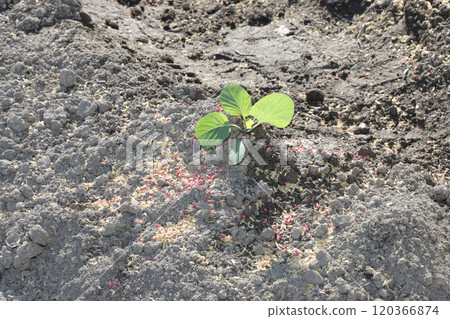 Home garden: Measures against root cutworms on newly planted seedlings Home garden: Measures against root cutworms on newly planted seedlings 120366874