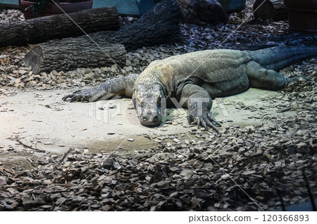 科莫多巨蜥 科莫多巨蜥 120366893