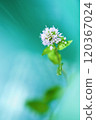 Mint flowers on a refreshing green background 120367024