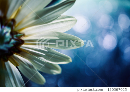 Ospe Ospermum close-up on night color background 120367025