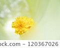 Tornado-shaped background - Yellow carnations 120367026
