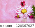 Pink chrysanthemum with pink gradient background 120367027