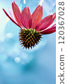 Red flowers in light blue background, Echinacea, soft light blue, clear background 120367028