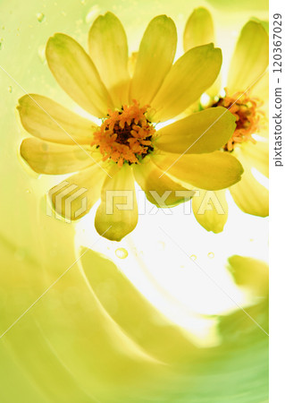 Background drawing style zinnia yellow flower zinnia paint Background drawing style zinnia yellow flower zinnia paint 120367029