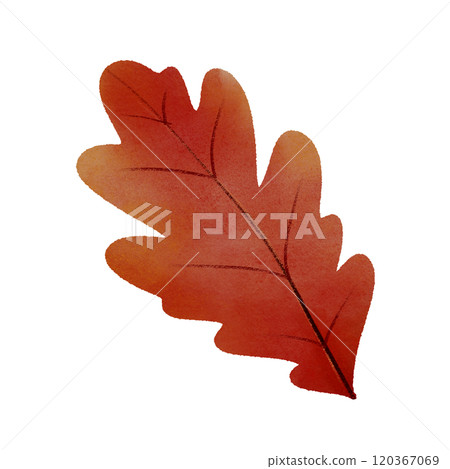 red autumn leaf  120367069