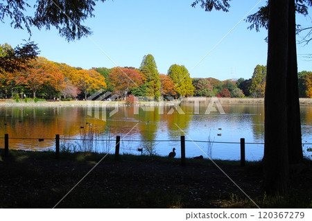 秋葉在水面上搖曳的色彩：在樹蔭下欣賞寧靜的午後 120367279