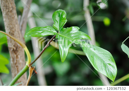 Philodendron pedatum Glad Hands or ARACEAE , Philodendron plant and rain droplet 120367532