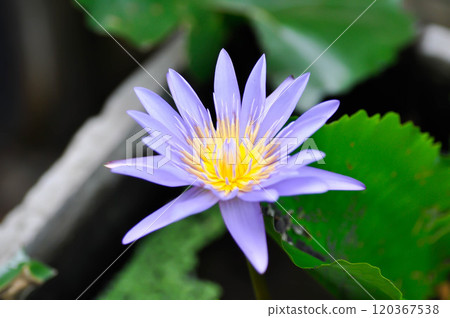 purple lotus or Sacred Lotus or Egyptian Lotus or Nelumbo nucifera Gaertn in the pond 120367538