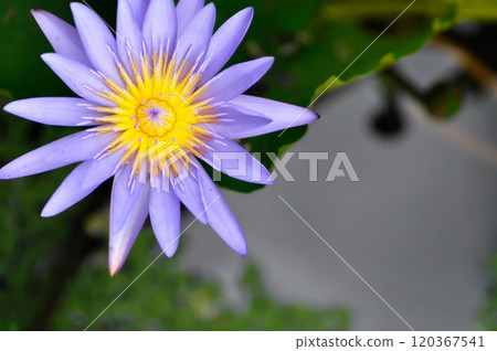 purple lotus or Sacred Lotus or Egyptian Lotus or Nelumbo nucifera Gaertn in the pond 120367541