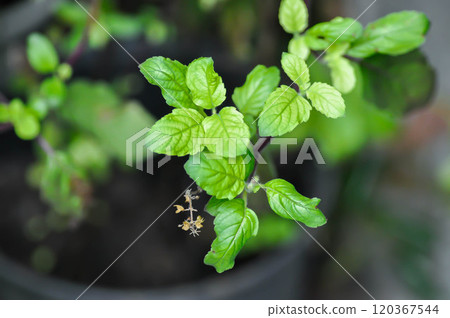 Ocimum sanctum, Holy basil or Sacred basil or Labeataceae Ocimum sanctum, Holy basil or Sacred basil or Labeataceae 120367544