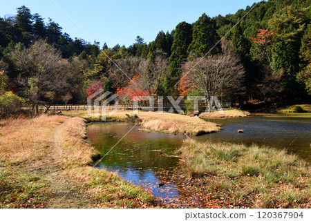 Kirara Forest, a virgin forest in Higashi Mikawa 120367904