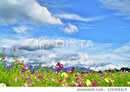 波斯菊花 120368428