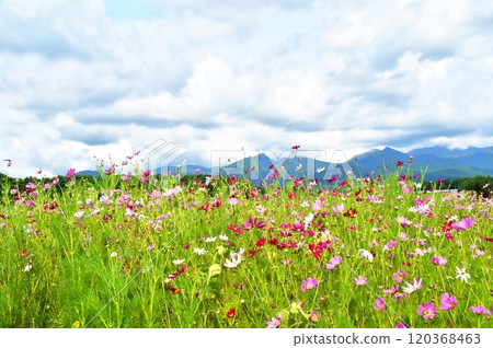 Cosmos flowers Cosmos flowers 120368463