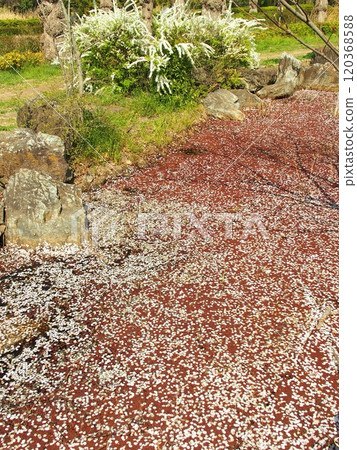 春天，水元公園裡櫻花花瓣落下的乾涸池塘 120368588