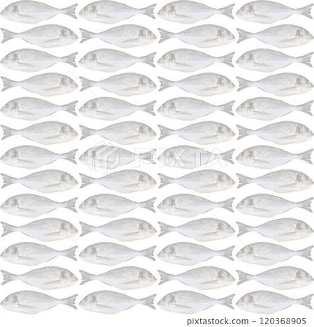 Cleaned and ready to cook fresh fish dorado, cipura cupra fish, isolated on white background 120368905