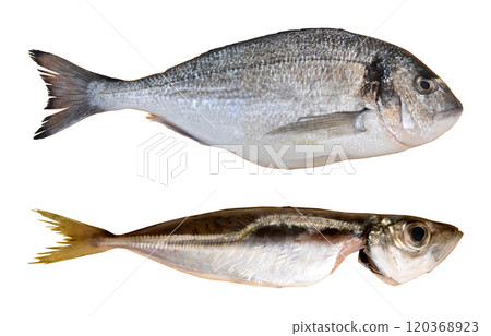 Cleaned and ready to cook fresh fish dorado and horse mackerel, cipura cupra and istavrit fish, isolated on white background Cleaned and ready to cook fresh fish dorado and horse mackerel, cipura cupra and istavrit fish, isolated on white background 120368923