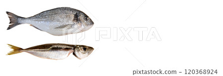 Cleaned and ready to cook fresh fish dorado and horse mackerel, cipura cupra and istavrit fish, isolated on white background Cleaned and ready to cook fresh fish dorado and horse mackerel, cipura cupra and istavrit fish, isolated on white background 120368924