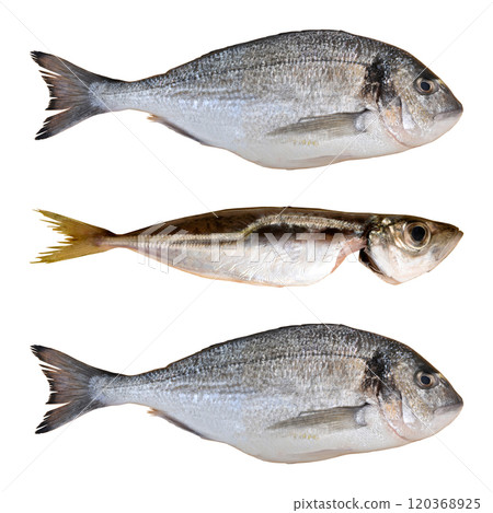 Cleaned and ready to cook fresh fish dorado and horse mackerel, cipura cupra and istavrit fish, isolated on white background 120368925