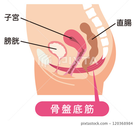 Pelvic floor muscles diagram - urinary incontinence 120368984