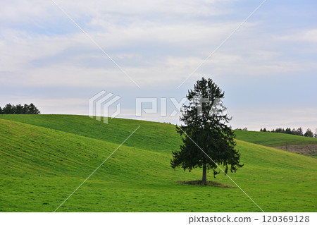 Spring spring come tree 120369128