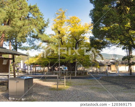 岡山降生寺大銀杏 120369175