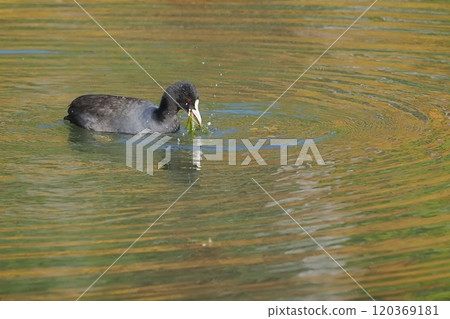深秋時節，一隻白骨頂鳥在池塘裡吃水生植物 120369181