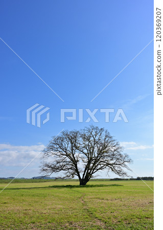 Harnile tree Harnile tree 120369207