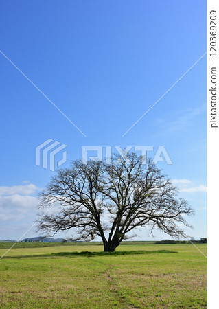 哈尼爾樹 120369209