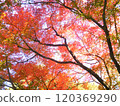 Maple maple autumn leaves 120369290