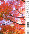 Maple maple autumn leaves 120369291
