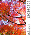 Maple maple autumn leaves 120369292