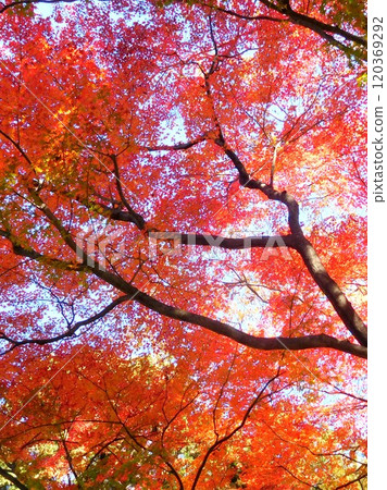 Maple maple autumn leaves Maple maple autumn leaves 120369292