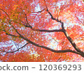 Maple maple autumn leaves 120369293