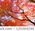 Maple maple autumn leaves 120369294