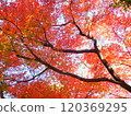 Maple maple autumn leaves 120369295