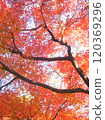 Maple maple autumn leaves 120369296
