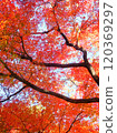 Maple maple autumn leaves 120369297