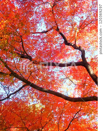 Maple maple autumn leaves Maple maple autumn leaves 120369297