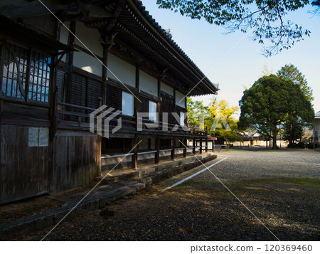 Okayama Tanjoji Temple Large Ginkgo Tree Okayama Tanjoji Temple Large Ginkgo Tree 120369460