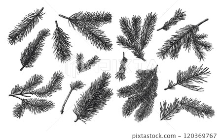Pine Twigs Hand-Drawn Linocut Grunge Texture Vector Set White Background Featuring Natural Branches Needles Rustic Botanical Illustrations Organic Design Elements Style Graphics Pine Twigs Hand-Drawn Linocut Grunge Texture Vector Set White Background Featuring Natural Branches Needles Rustic Botanical Illustrations Organic Design Elements Style Graphics 120369767