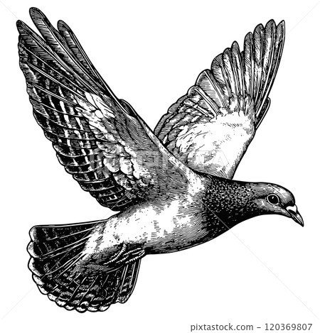 Flying Pigeon Detailed Vintage Engraving Illustration on White Background with Intricate Texture Classic Bird Art Antique Style Avian Wildlife Graphic Vintage Nature Design 120369807